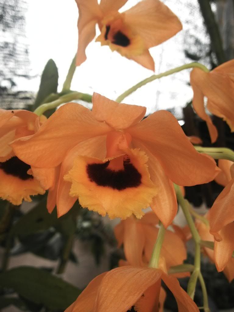 Thanh lý một số cây cảnh trong nhà - 3