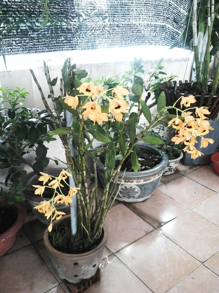 Thanh lý một số cây cảnh trong nhà - 2