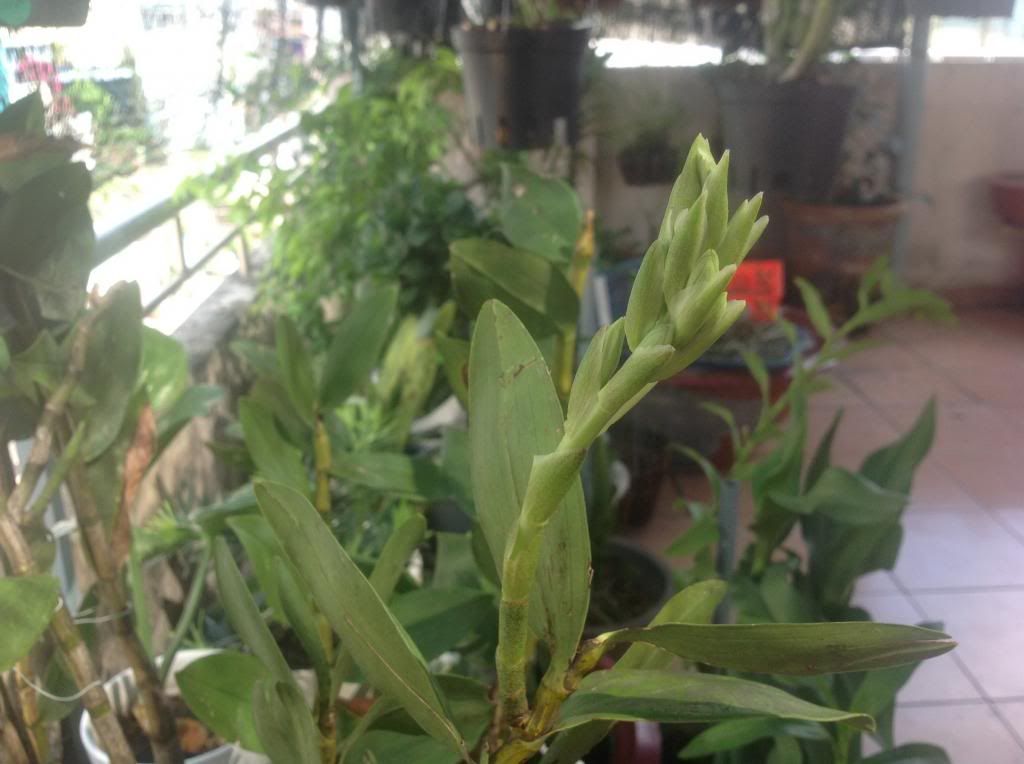 Thanh lý một số cây cảnh trong nhà - 4