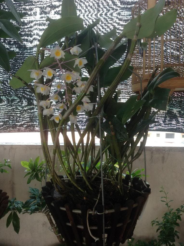 Thanh lý một số cây cảnh trong nhà - 6