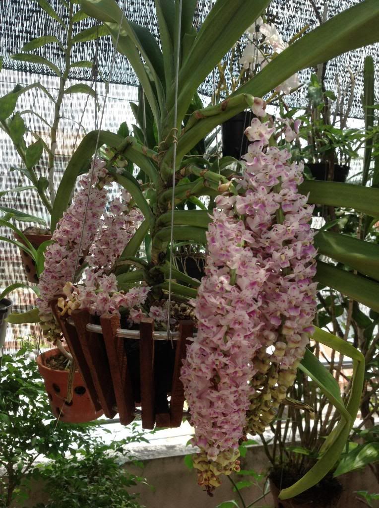 Thanh lý một số cây cảnh trong nhà