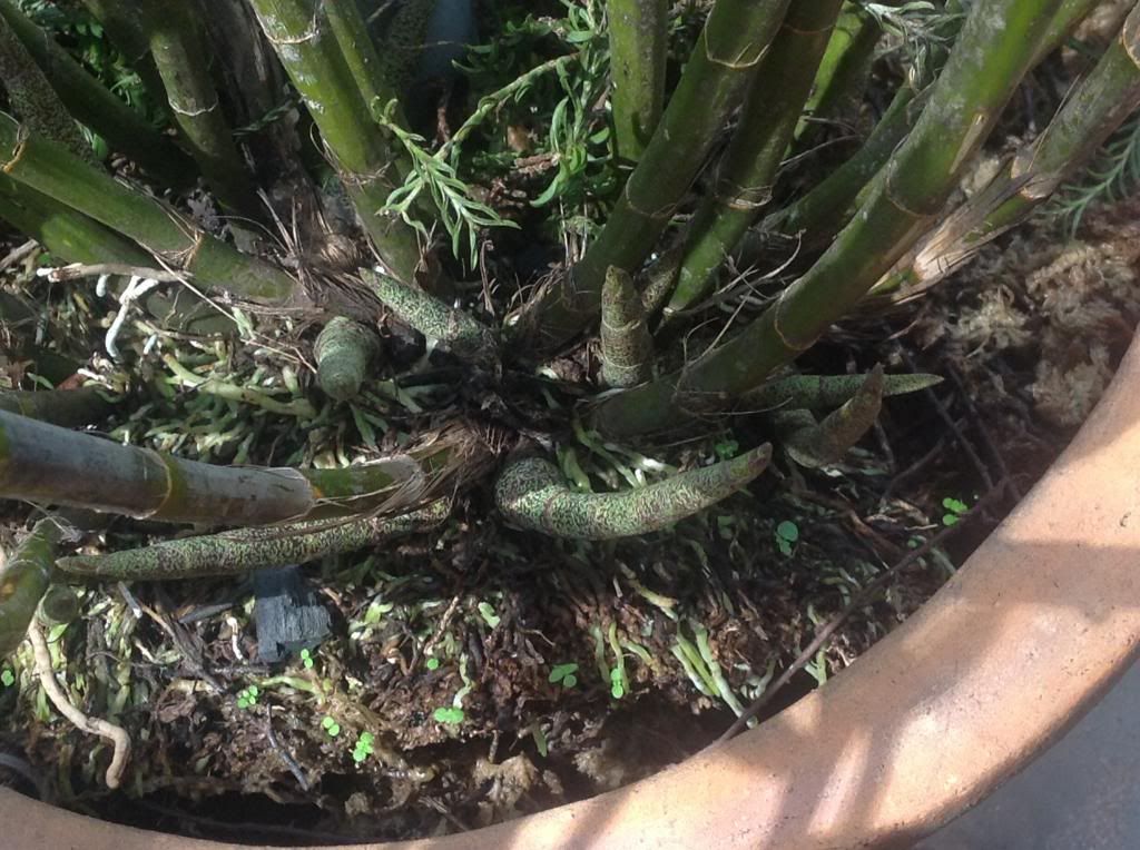 Thanh lý một số cây cảnh trong nhà - 5