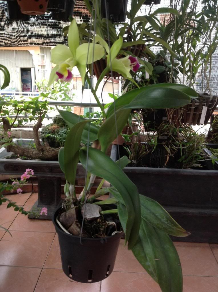 Thanh lý một số cây cảnh trong nhà - 1