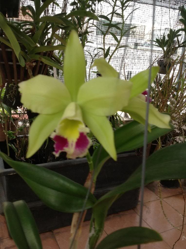 Thanh lý một số cây cảnh trong nhà