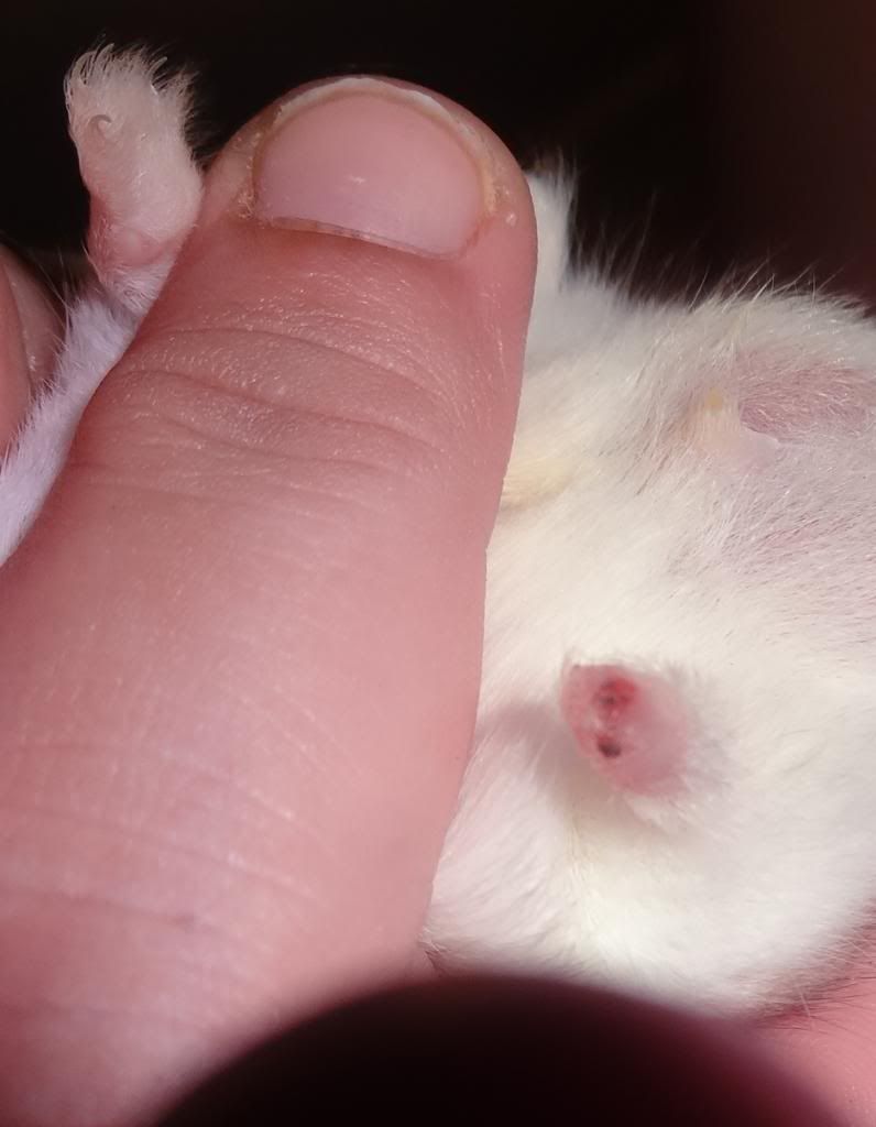 My Hamster's little Nub looks swollen. Page 2 Hamster Central