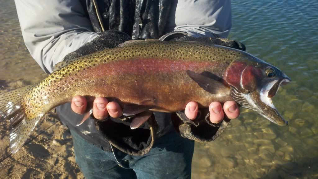 [Image: 2012-11-21_09-38-52_946.jpg]