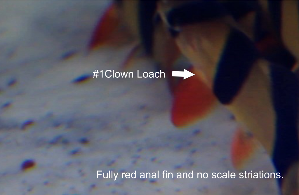 ClownLoach1TS_zps4f2a87e3.png