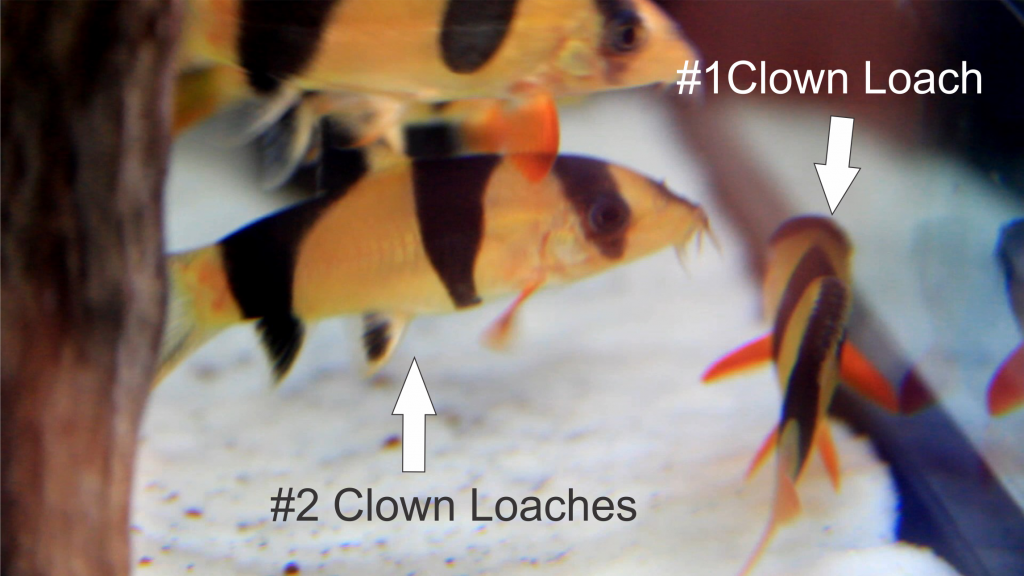 ClownLoach2WS_zps8eed82fe.png