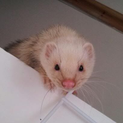 teddy bear ferret