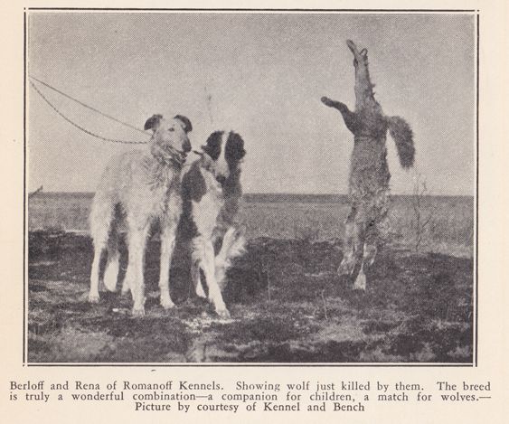 Borzoi_zpsbx1nmqqn.jpg