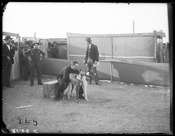 dogcoursingkearneynebraska1908c_zpselybr