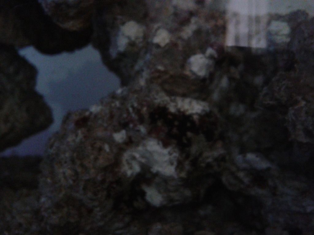 CameraZOOM-20121006094759085_zpsee454eee.jpg