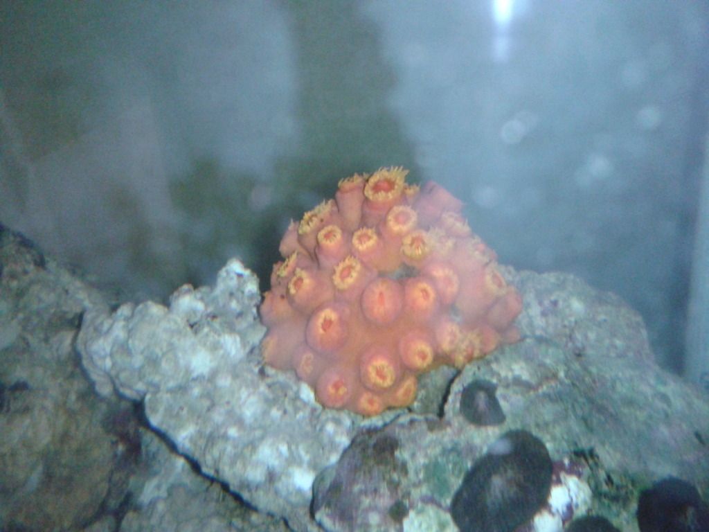 CameraZOOM-20121010230019998_zps877e9358.jpg