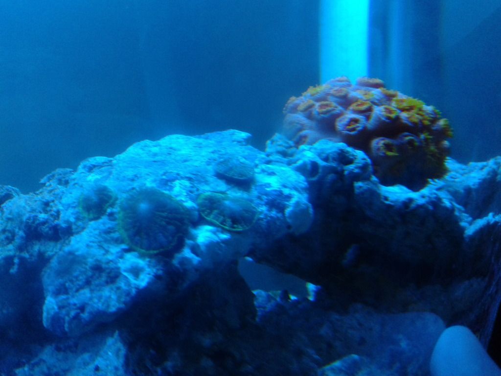 CameraZOOM-20121011223039082_zps87d7ef8c.jpg