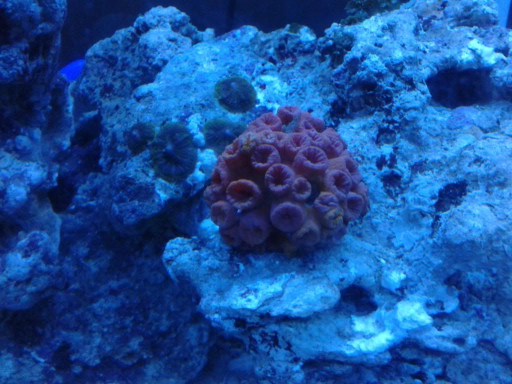 CameraZOOM-20121015180609213_zps64ec2a07.jpg