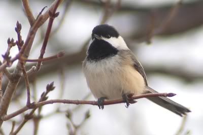 Chicadee.jpg