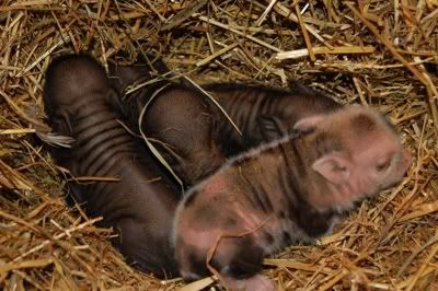 PinkertonPigs2daysold.jpg